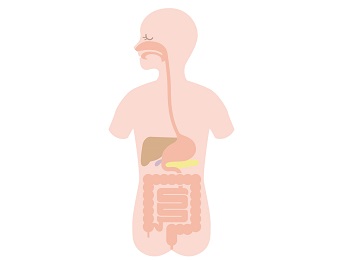 胃と十二指腸の働き