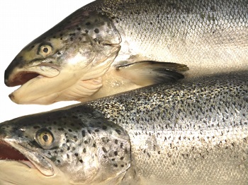 鮭やマスを生で食べて条虫が腸に寄生する広節裂頭条虫症