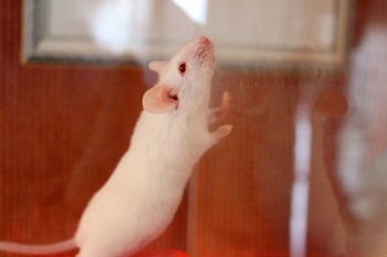 アフリカのネズミが持つウィルスに感染するラッサ熱